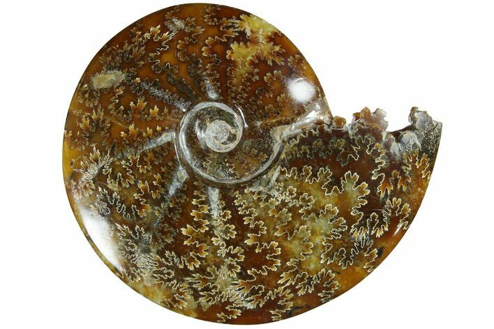 Polished Ammonite (Cleoniceras) Fossil - Madagascar #185507